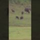   Wild Bison fighting (Indian Gaur) Animal fights (Buffalo)