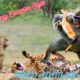 Wild Encounters: When Animals Attack and Insane Animal Fights