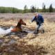 Wild horse rescued from muddy pit