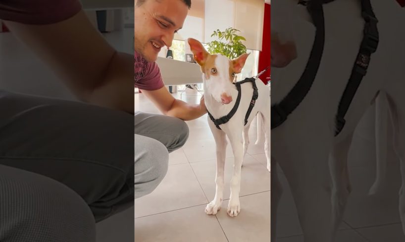 Winston... FREE at last!