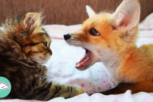 Woman Finds An Injured Baby Fox In The Forest. Now He Wrestles Her Cats | Cuddle Buddies