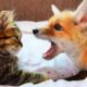 Woman Finds An Injured Baby Fox In The Forest. Now He Wrestles Her Cats | Cuddle Buddies