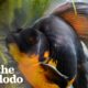 Woman Rescues 10-Year-Old Fish And Can't Believe Her Eyes When He Transforms | The Dodo