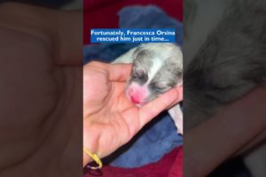 Woman rescued this tiny puppy who was dumped under a tree | Part 01
