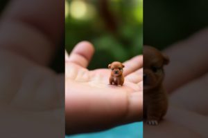World's smallest puppies 🐶🥰 #shorts #cute #puppies #viral
