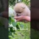 You’re Freaking Cute #dog #shorts #trending #viral #puppy