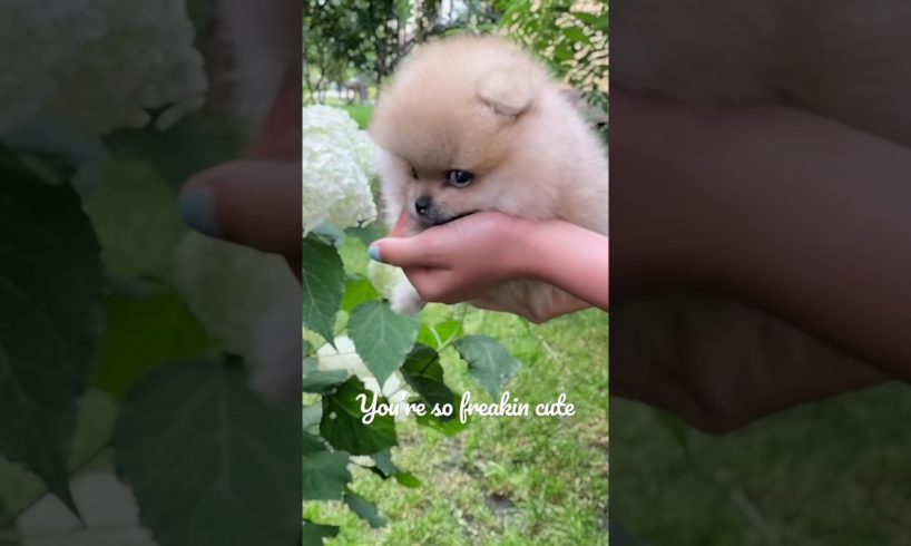 You’re Freaking Cute #dog #shorts #trending #viral #puppy
