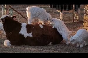 animal fights caught on camera