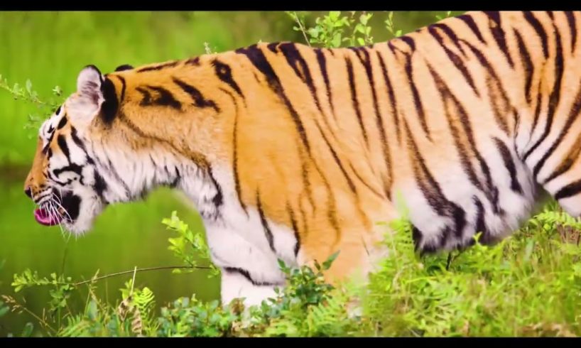 animal fights,tiger caught on camera, bangali tiger👇👇👇👇❤---faysal57