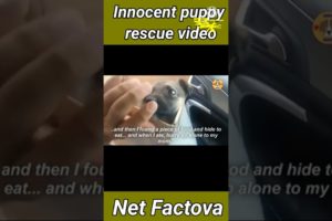 animal rescue videos in india hindi| cute puppy rescue videos 2022|puppy rescue team|#shorts|#facts