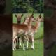 baby deers #animals