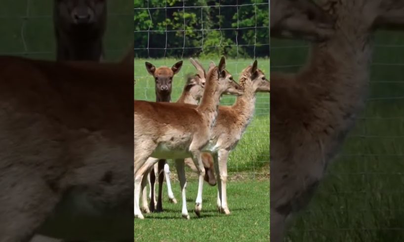 baby deers #animals