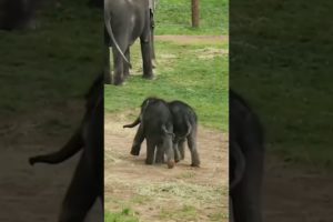 baby elephant playing #shorts #short #viral
