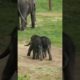 baby elephant playing #shorts #short #viral