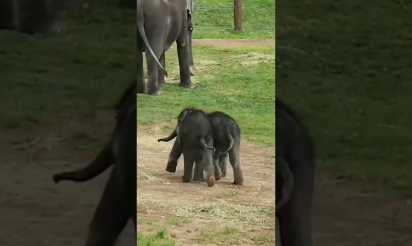 baby elephant playing #shorts #short #viral