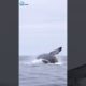 blue whale jumping out of water with sound | Just Animals