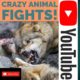 crazy animal fights caught on camera