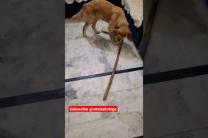 cute dog playing with stick 😍🐕| cutest puppy in the world 🌎| #shorts #youtubeshorts #viral #dogs