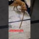 cute dog playing with stick 😍🐕| cutest puppy in the world 🌎| #shorts #youtubeshorts #viral #dogs