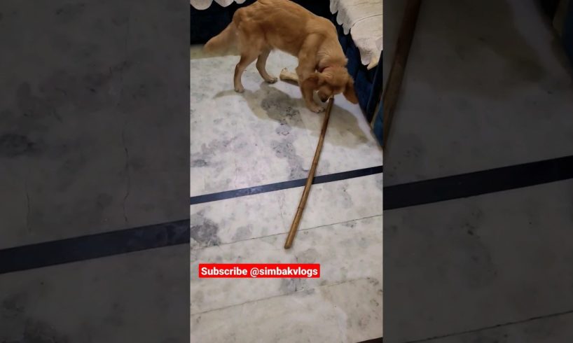 cute dog playing with stick 😍🐕| cutest puppy in the world 🌎| #shorts #youtubeshorts #viral #dogs