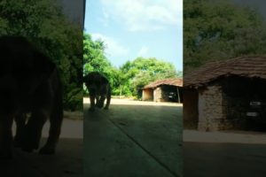 cutest doggy walking soo Cute Tommy The cutest dogs in the world TAJ puppies