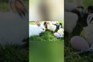 cutest pets status🐥🐇🐈#petlovers#ytshorts#shorts