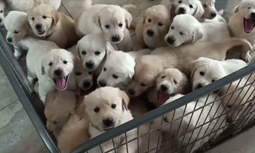 cutest puppies🐕🐶😍❤ funniest puppies🐕🐶😍❤ #viral #trending #video
