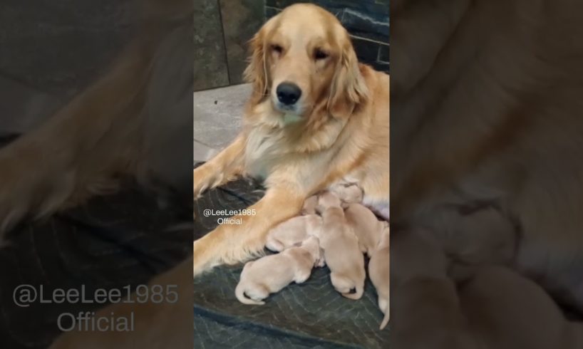 cutest puppies #pets #youtubeshorts #shorts