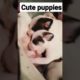 cutest puppies #shortvideo