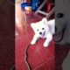 cutest puppy barking😍😊❤🐶🐕💕 funniest puppy😍😊🐶🐕❤💕 #dog #shortvideo #trending #viral #funny #shorts