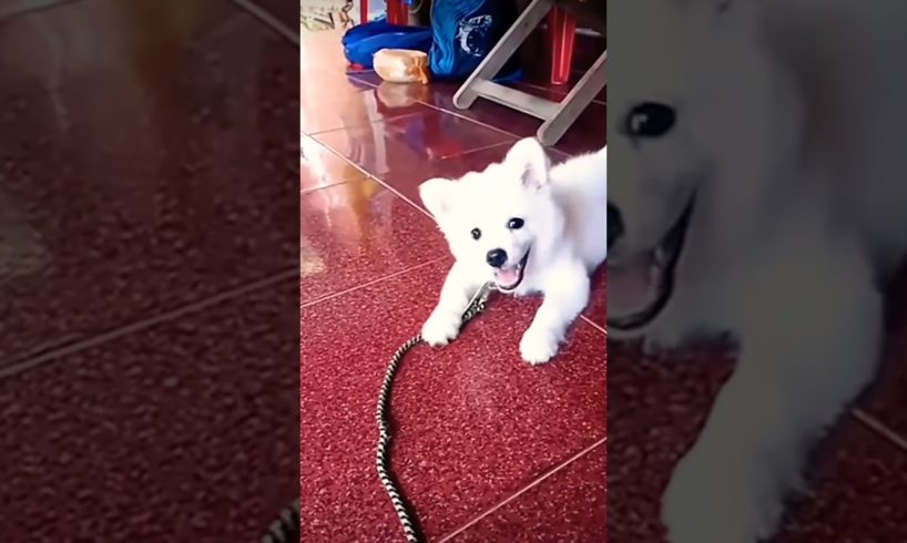 cutest puppy barking😍😊❤🐶🐕💕 funniest puppy😍😊🐶🐕❤💕 #dog #shortvideo #trending #viral #funny #shorts