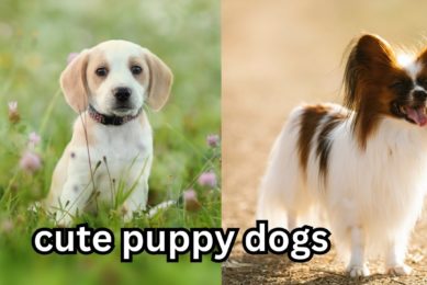 cutest puppy# dogs# "Top of Cutest Puppy Dogs with relaxing music.
