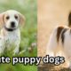 cutest puppy# dogs# "Top of Cutest Puppy Dogs with relaxing music.