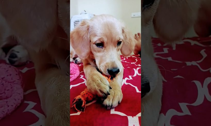 cutest puppy, puppy,Labrador puppy,,golden retriever puppies,cute puppies,puppy love #k9star #k9