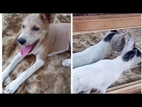 #dog #and #puppy #playing #amazing #funny #relaxing #video #youtube #diy #animals #cute #funniest