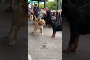 dog fight