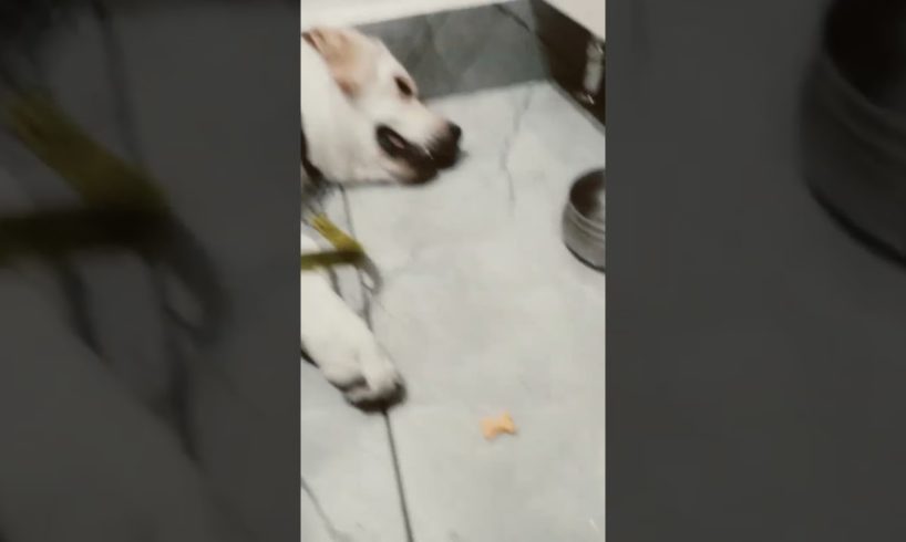 dog not eating treats  anymore #shorts#viral#youtube#dog