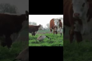 funny animal fights #shorts