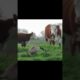 funny animal fights #shorts