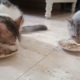 funny animals happy kittens playing
