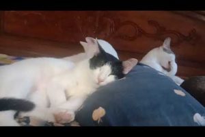 #funny cat video#catshome #playing #animals