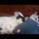 #funny cat video#catshome #playing #animals