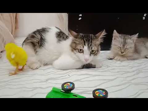 funny kittens happy playing funny animals 2023