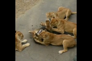 group of lioness attack a lion | #shorts #facts #animals