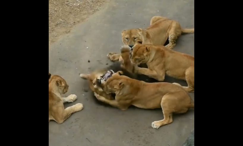 group of lioness attack a lion | #shorts #facts #animals