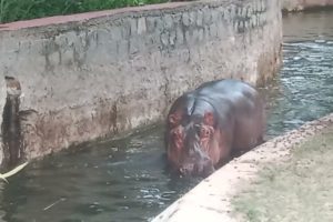 hippopotamus playing  water #video #animals #shortsvideo #hippo #youtubevodeos(hippo@SMMR143vlogs