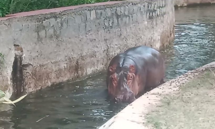 hippopotamus playing  water #video #animals #shortsvideo #hippo #youtubevodeos(hippo@SMMR143vlogs