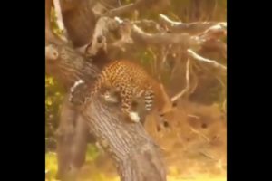 leopard smartly hunt wild boar | #shorts #facts #animals