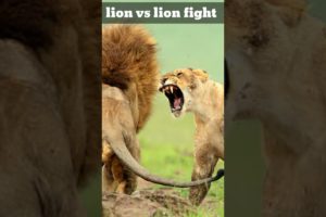 lion fight #lion #short #status #viral #lionattitude #fight #4k #8k #animals #tiger #wildlife #viral