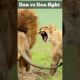 lion fight #lion #short #status #viral #lionattitude #fight #4k #8k #animals #tiger #wildlife #viral